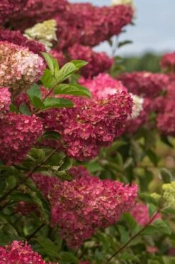 Berry White Panicle Hydrangea - 3 Gallon Pot 18 Berry White Panicle Hydrangea - 3 Gallon Pot -Garden Outdoor Plant Store hydrangea paniculata berry white 5