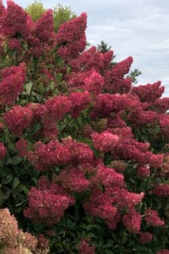 Berry White Panicle Hydrangea - 3 Gallon Pot 19 Berry White Panicle Hydrangea - 3 Gallon Pot -Garden Outdoor Plant Store hydrangea paniculata berry white 7