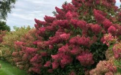 Berry White Panicle Hydrangea - 3 Gallon Pot 17 Berry White Panicle Hydrangea - 3 Gallon Pot -Garden Outdoor Plant Store hydrangea paniculata berry white 8