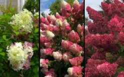 Berry White Panicle Hydrangea - 3 Gallon Pot 14 Berry White Panicle Hydrangea - 3 Gallon Pot -Garden Outdoor Plant Store hydrangea paniculata berry white 9