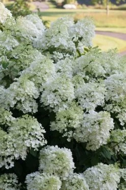 Bobo Hydrangea - 3 Gallon Pot 12 Bobo Hydrangea - 3 Gallon Pot -Garden Outdoor Plant Store hydrangea paniculata bobo 3