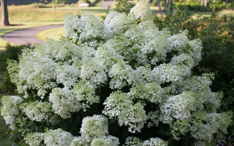 Bobo Hydrangea - 3 Gallon Pot 8 Bobo Hydrangea - 3 Gallon Pot - Image 6