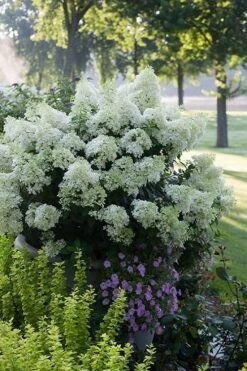 Bobo Hydrangea - 3 Gallon Pot 11 Bobo Hydrangea - 3 Gallon Pot -Garden Outdoor Plant Store hydrangea paniculata bobo 5