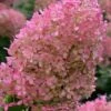 Bobo Hydrangea - 3 Gallon Pot -Garden Outdoor Plant Store hydrangea paniculata bobo 6