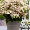 Early Evolution Hydrangea - 1 Gallon Pot -Garden Outdoor Plant Store hydrangea paniculata early evolution 1