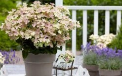 Early Evolution Hydrangea - 1 Gallon Pot -Garden Outdoor Plant Store hydrangea paniculata early evolution 2
