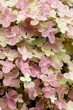 Early Evolution Hydrangea - 1 Gallon Pot -Garden Outdoor Plant Store hydrangea paniculata early evolution 3