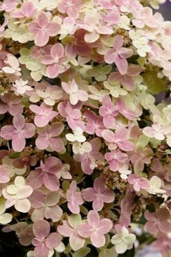 Early Evolution Hydrangea - 1 Gallon Pot -Garden Outdoor Plant Store hydrangea paniculata early evolution 4
