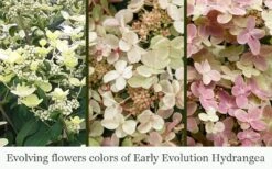Early Evolution Hydrangea - 1 Gallon Pot -Garden Outdoor Plant Store hydrangea paniculata early evolution 5