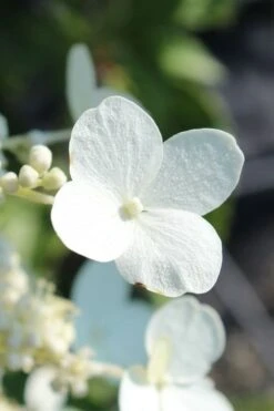 Kyushu Hydrangea - 3 Gallon Pot -Garden Outdoor Plant Store hydrangea paniculata kyushu 23