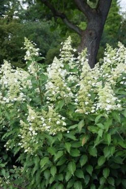 Kyushu Hydrangea - 3 Gallon Pot -Garden Outdoor Plant Store hydrangea paniculata kyushu 5