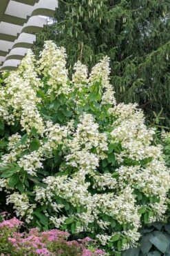 Kyushu Hydrangea - 3 Gallon Pot -Garden Outdoor Plant Store hydrangea paniculata kyushu 7