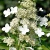 Kyushu Hydrangea - 3 Gallon Pot -Garden Outdoor Plant Store hydrangea paniculata kyushu 8