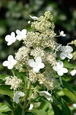 Kyushu Hydrangea - 3 Gallon Pot