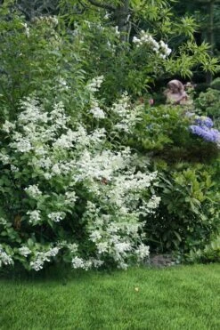 Kyushu Hydrangea - 3 Gallon Pot -Garden Outdoor Plant Store hydrangea paniculata kyushu 9