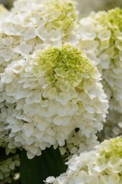 Little Hottie Hydrangea - 3 Gallon Pot -Garden Outdoor Plant Store hydrangea paniculata little hottie 1