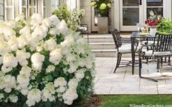 Little Hottie Hydrangea - 3 Gallon Pot -Garden Outdoor Plant Store hydrangea paniculata little hottie 5