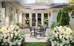 Little Hottie Hydrangea - 3 Gallon Pot -Garden Outdoor Plant Store hydrangea paniculata little hottie 7