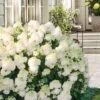 Little Hottie Hydrangea - 3 Gallon Pot 2 Little Hottie Hydrangea - 3 Gallon Pot -Garden Outdoor Plant Store hydrangea paniculata little hottie 8