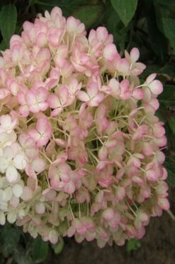 Little Hottie Hydrangea - 3 Gallon Pot -Garden Outdoor Plant Store hydrangea paniculata little hottie 9