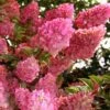 Strawberry Sundae Hydrangea - 1 Gallon Pot -Garden Outdoor Plant Store hydrangea paniculata strawberry sundae 1 1