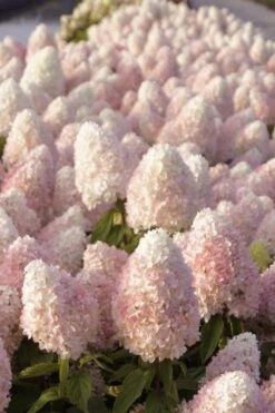 Sweet Summer Panicle Hydrangea - 3 Gallon Pot 13 Sweet Summer Panicle Hydrangea - 3 Gallon Pot -Garden Outdoor Plant Store hydrangea paniculata sweet summer 1