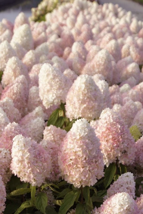 Sweet Summer Panicle Hydrangea - 3 Gallon Pot 8 Sweet Summer Panicle Hydrangea - 3 Gallon Pot - Image 6