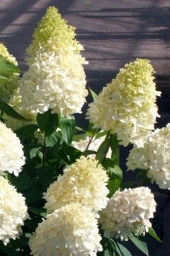 Sweet Summer Panicle Hydrangea - 3 Gallon Pot 12 Sweet Summer Panicle Hydrangea - 3 Gallon Pot -Garden Outdoor Plant Store hydrangea paniculata sweet summer 2