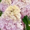 Sweet Summer Panicle Hydrangea - 3 Gallon Pot -Garden Outdoor Plant Store hydrangea paniculata sweet summer 6