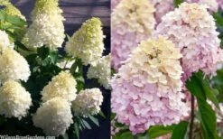 Sweet Summer Panicle Hydrangea - 3 Gallon Pot 11 Sweet Summer Panicle Hydrangea - 3 Gallon Pot -Garden Outdoor Plant Store hydrangea paniculata sweet summer 7