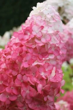 Vanilla Strawberry Hydrangea - 1 Gallon Pot -Garden Outdoor Plant Store hydrangea paniculata vanilla strawberry 20