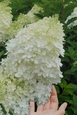 Phantom Hydrangea - 2 Gallon Pot -Garden Outdoor Plant Store hydrangea phantom 20 1