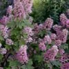Gatsby Pink Oakleaf Hydrangea - 3 Gallon Pot 2 Gatsby Pink Oakleaf Hydrangea - 3 Gallon Pot -Garden Outdoor Plant Store hydrangea quercifolia gatsby pink 17