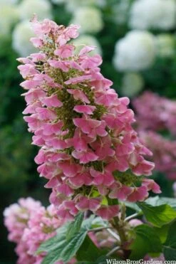 Gatsby Pink Oakleaf Hydrangea - 3 Gallon Pot 10 Gatsby Pink Oakleaf Hydrangea - 3 Gallon Pot -Garden Outdoor Plant Store hydrangea quercifolia gatsby pink 7