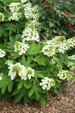 Pee Wee Dwarf Oakleaf Hydrangea - 2 Gallon Pot 17 Pee Wee Dwarf Oakleaf Hydrangea - 2 Gallon Pot -Garden Outdoor Plant Store hydrangea quercifolia pee wee oakleaf 1