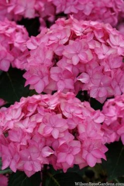 Let's Dance 'Can Do' Hydrangea - 3 Gallon Pot -Garden Outdoor Plant Store hydrangea serrata lets dance can do 2