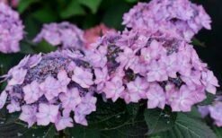 Let's Dance 'Can Do' Hydrangea - 3 Gallon Pot -Garden Outdoor Plant Store hydrangea serrata lets dance can do 7