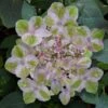 Painters Pallet Hydrangea - 1 Gallon Pot 2 Painters Pallet Hydrangea - 1 Gallon Pot -Garden Outdoor Plant Store hydrangea serrata painters palette 1
