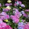 Preziosa Multi Color Hydrangea - 3 Gallon Pot 2 Preziosa Multi Color Hydrangea - 3 Gallon Pot -Garden Outdoor Plant Store hydrangea serrata preziosa 100