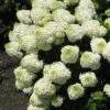 Silver Dollar Hydrangea - 1 Gallon Pot 2 Silver Dollar Hydrangea - 1 Gallon Pot -Garden Outdoor Plant Store hydrangea silver dollar 1 1