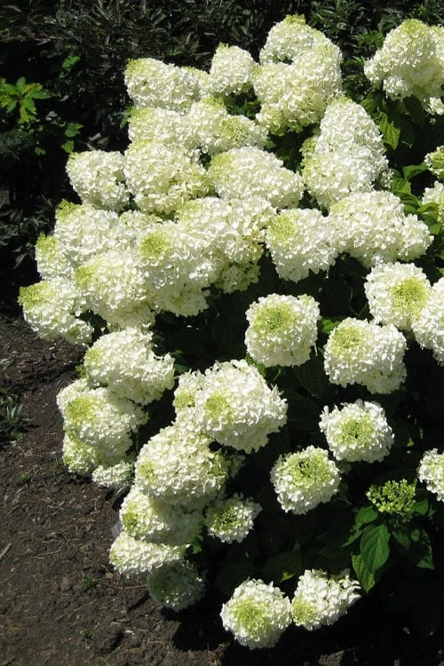 Silver Dollar Hydrangea - 3 Gallon Pot 3 Silver Dollar Hydrangea - 3 Gallon Pot