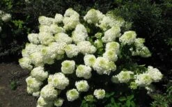Silver Dollar Hydrangea - 1 Gallon Pot -Garden Outdoor Plant Store hydrangea silver dollar 2 1