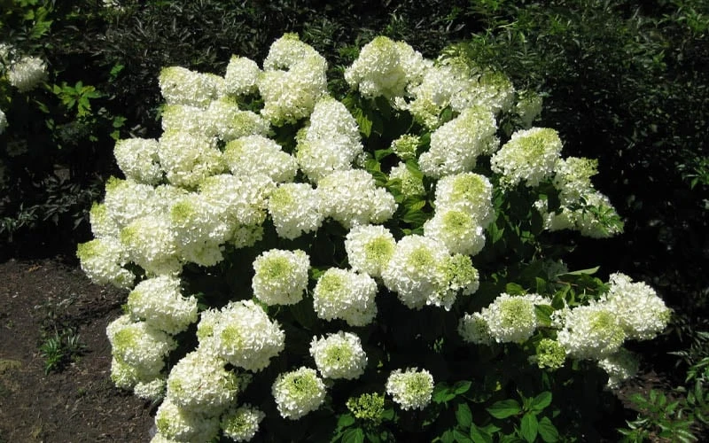 Silver Dollar Hydrangea - 3 Gallon Pot 7 Silver Dollar Hydrangea - 3 Gallon Pot - Image 5
