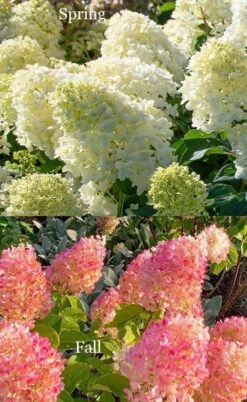 Silver Dollar Hydrangea - 3 Gallon Pot 10 Silver Dollar Hydrangea - 3 Gallon Pot -Garden Outdoor Plant Store hydrangea silver dollar 4