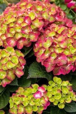 Tilt-A-Swirl Hydrangea - 3 Gallon Pot 15 Tilt-A-Swirl Hydrangea - 3 Gallon Pot -Garden Outdoor Plant Store hydrangea tilt a whirl 500x750 2