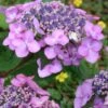 Twist-N-Shout Endless Summer Hydrangea - 3 Gallon Pot 1 Twist-N-Shout Endless Summer Hydrangea - 3 Gallon Pot -Garden Outdoor Plant Store hydrangea twist n shout 12 1