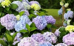 Dear Dolores Hydrangea - 3 Gallon Pot 12 Dear Dolores Hydrangea - 3 Gallon Pot -Garden Outdoor Plant Store hydrangea20dear20delores