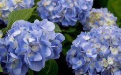 Dear Dolores Hydrangea - 1 Gallon Pot 13 Dear Dolores Hydrangea - 1 Gallon Pot -Garden Outdoor Plant Store hydrangea20dear20delores202 1
