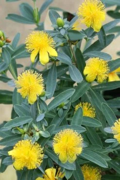 Blue Velvet St. Johns Wort (Hypericum Kalmianum) - 3 Gallon Pot -Garden Outdoor Plant Store hypericum kalmianum blue velvet st johns wort 2