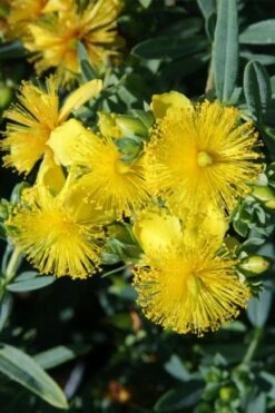Blue Velvet St. Johns Wort (Hypericum Kalmianum) - 3 Gallon Pot -Garden Outdoor Plant Store hypericum lamianum blue velvet st johns wort 1